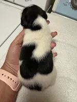 M gab3, a male Jack Russell Terrier for sale in Chiefland, FL – Photo 4 of 4