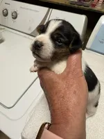 M gab3, a male Jack Russell Terrier for sale in Chiefland, FL – Photo 2 of 4