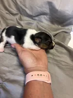 D2 female , a female Jack Russell Terrier for sale in Chiefland, FL – 3 of 10