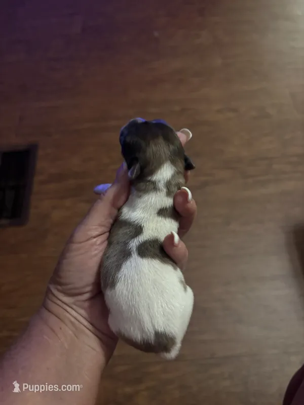 MJ3F – Jack Russell Terrier puppy for sale in Chiefland, FL