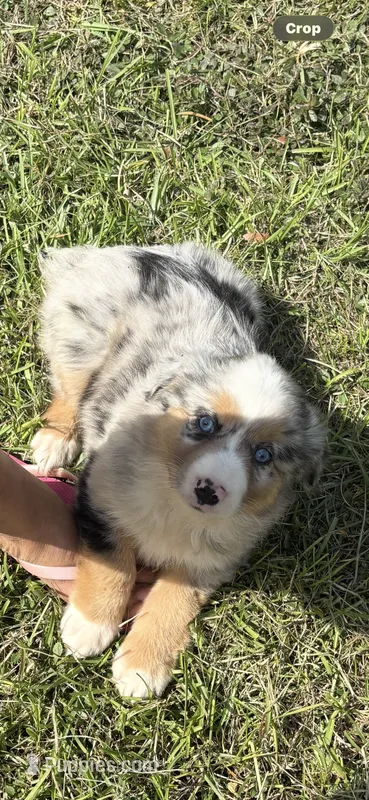 Merle a – Australian Shepherd puppy for sale in Chiefland, FL