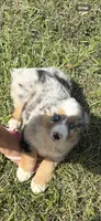 Merle a, a female Australian Shepherd for sale in Chiefland, FL – 1 of 8