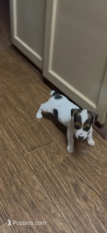 M2F – Jack Russell Terrier puppy for sale in Chiefland, FL