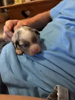 Merle a, a female Australian Shepherd for sale in Chiefland, FL – 2 of 5
