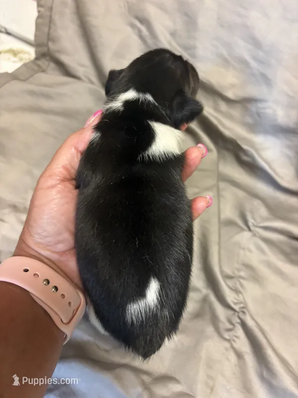 D1 male – Jack Russell Terrier puppy for sale in Chiefland, FL
