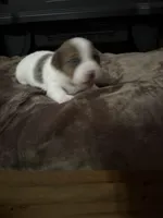 M1 sas, a male Jack Russell Terrier for sale in Chiefland, FL – Photo 3 of 6