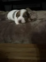 M1 sas, a male Jack Russell Terrier for sale in Chiefland, FL – Photo 5 of 6