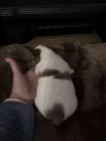 M1 sas, a male Jack Russell Terrier for sale in Chiefland, FL – Photo 1 of 6