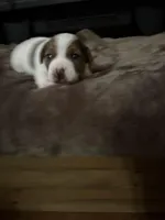 M1 sas, a male Jack Russell Terrier for sale in Chiefland, FL – Photo 2 of 6