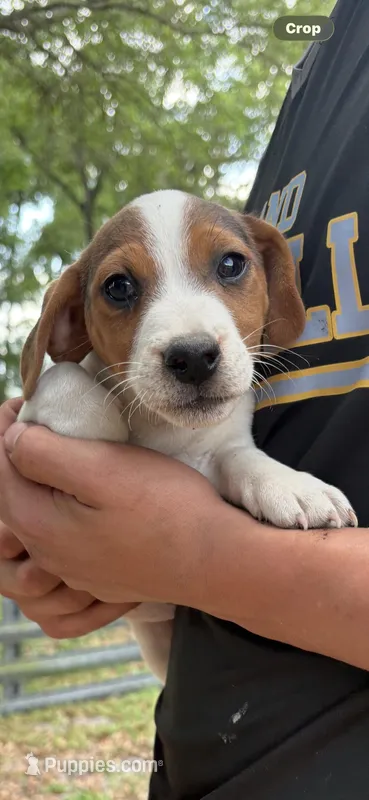 M1 sas – Jack Russell Terrier puppy for sale in Chiefland, FL
