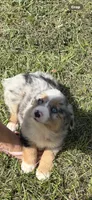 Merle a, a female Australian Shepherd for sale in Chiefland, FL – 7 of 8