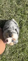 Merle a, a female Australian Shepherd for sale in Chiefland, FL – 6 of 8