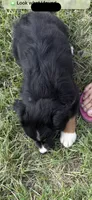 Tri a, a female Australian Shepherd for sale in Chiefland, FL – 8 of 9