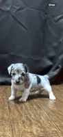 D f p 2, a female Jack Russell Terrier for sale in Chiefland, FL – 6 of 8