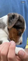 M gab 1, a male Jack Russell Terrier for sale in Chiefland, FL – 3 of 10