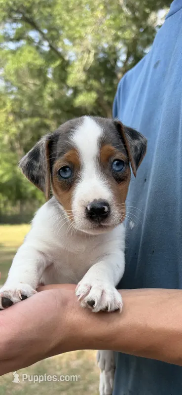 M gab 1 – Jack Russell Terrier puppy for sale in Chiefland, FL