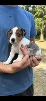 M gab 1, a male Jack Russell Terrier for sale in Chiefland, FL – 6 of 10