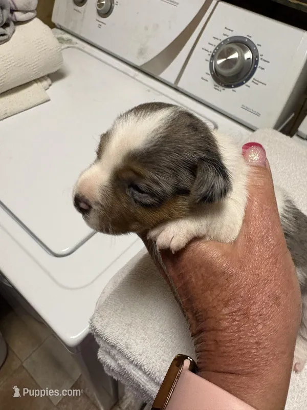 M gab 1 – Jack Russell Terrier puppy for sale in Chiefland, FL