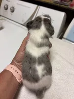 M gab 1, a male Jack Russell Terrier for sale in Chiefland, FL – Photo 4 of 4