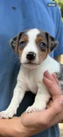 M gab 1, a male Jack Russell Terrier for sale in Chiefland, FL – 4 of 10
