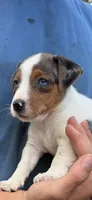 M gab 1, a male Jack Russell Terrier for sale in Chiefland, FL – 7 of 10