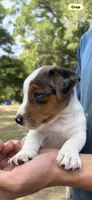 M gab 1, a male Jack Russell Terrier for sale in Chiefland, FL – 10 of 10