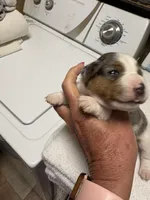 M gab 1, a male Jack Russell Terrier for sale in Chiefland, FL – Photo 2 of 4