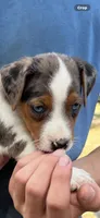 M gab 1, a male Jack Russell Terrier for sale in Chiefland, FL – 8 of 10