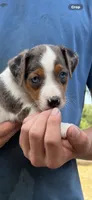M gab 1, a male Jack Russell Terrier for sale in Chiefland, FL – 5 of 10