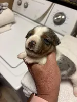 M gab 1, a male Jack Russell Terrier for sale in Chiefland, FL – Photo 3 of 4