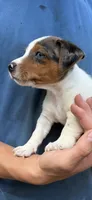 M gab 1, a male Jack Russell Terrier for sale in Chiefland, FL – 9 of 10
