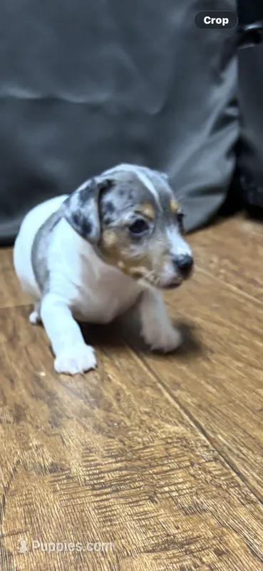 D1 female – Jack Russell Terrier puppy for sale in Chiefland, FL