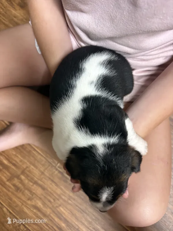 MJM – Jack Russell Terrier puppy for sale in Chiefland, FL