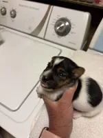 M gab 4, a male Jack Russell Terrier for sale in Chiefland, FL – Photo 2 of 5