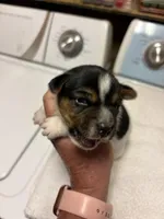 M gab 4, a male Jack Russell Terrier for sale in Chiefland, FL – Photo 4 of 5