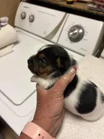 M gab 4, a male Jack Russell Terrier for sale in Chiefland, FL – Photo 5 of 5