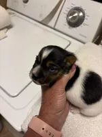 M gab 4, a male Jack Russell Terrier for sale in Chiefland, FL – Photo 3 of 5