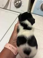 M gab 4, a male Jack Russell Terrier for sale in Chiefland, FL – Photo 1 of 5