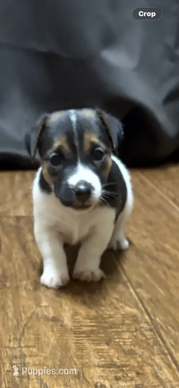 D2 female  – Jack Russell Terrier puppy for sale in Chiefland, FL