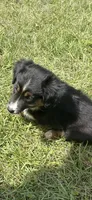 Tri a, a female Australian Shepherd for sale in Chiefland, FL – 2 of 9