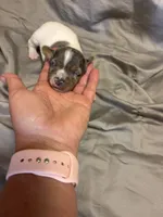 D1 female, a female Jack Russell Terrier for sale in Chiefland, FL – 2 of 10