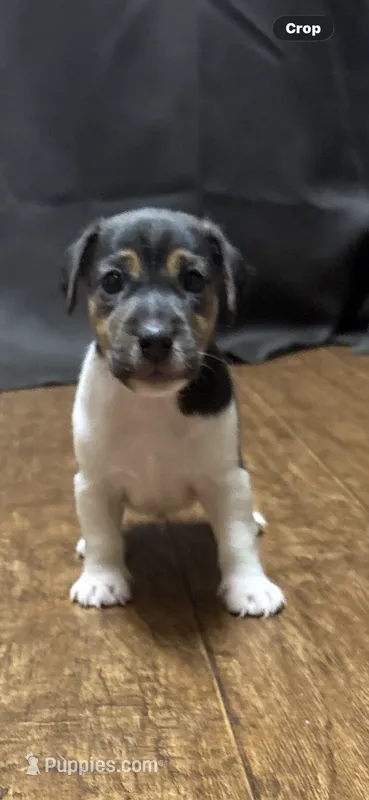 D1 male – Jack Russell Terrier puppy for sale in Chiefland, FL
