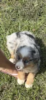 Merle a, a female Australian Shepherd for sale in Chiefland, FL – 2 of 8