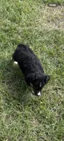 Tri a, a female Australian Shepherd for sale in Chiefland, FL – 9 of 9