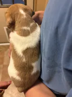 M4 sas, a male Jack Russell Terrier for sale in Chiefland, FL – Photo 2 of 5