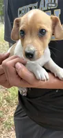 M4 sas, a male Jack Russell Terrier for sale in Chiefland, FL – Photo 3 of 5