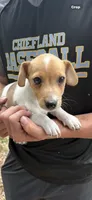 M4 sas, a male Jack Russell Terrier for sale in Chiefland, FL – Photo 5 of 5