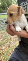M4 sas, a male Jack Russell Terrier for sale in Chiefland, FL – Photo 4 of 5