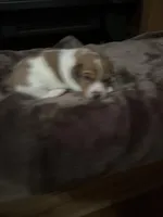 M4 sas, a male Jack Russell Terrier for sale in Chiefland, FL – Photo 2 of 4