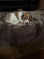 M4 sas, a male Jack Russell Terrier for sale in Chiefland, FL – Photo 3 of 4